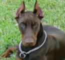 HS Dog Collars hs dog collar,pinch collars,fure saver collars,curogan pinch collars
