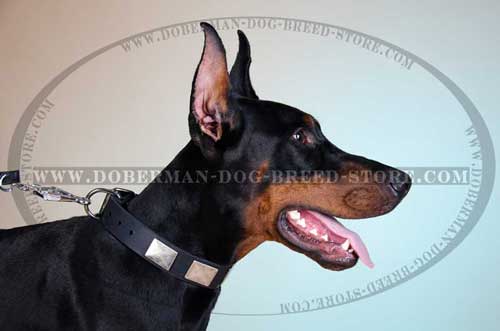 Hand Decorated Leather Dog Collar for Dobermans
