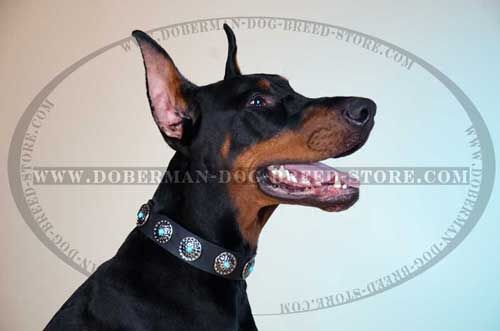 Stylish Dog Collar for Dress-Conscious Dobermans