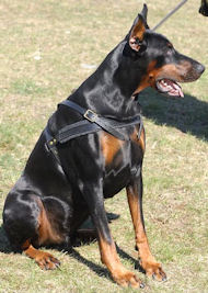 dog harness for Doberman