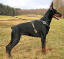 Dog training supplies for Doberman Pinscher, dog harnesses,dog muzzles,hs dog collars and more.. Dog training supplies for Doberman Pinscher, dog harness,dog muzzle,hs dog collar and more..