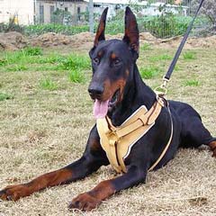 Padded non-restrictive training leather dog harness