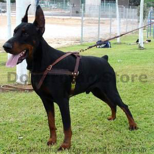 leather dog harness for doberman