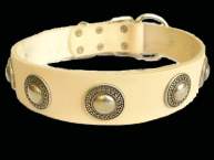 Gorgeous Wide Leather Dog Collar With Silver Conchos Gorgeous Wide Leather Dog Collar With Silver Conchos