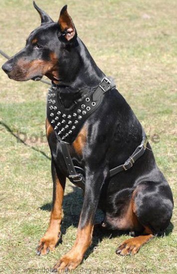 spiked leather harness