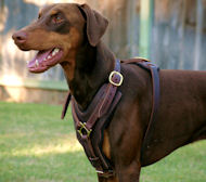 Extra Durable Leather Doberman Harness for Everyday  Extra Durable Leather Doberman Harness for Everyday