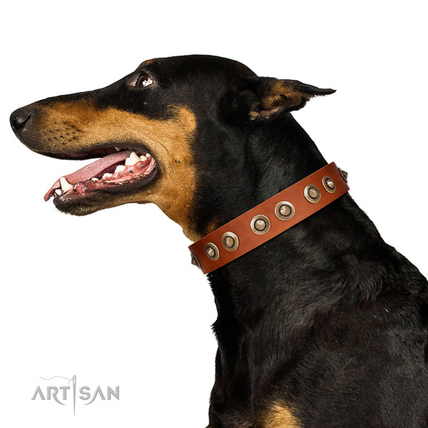 Daily walking dog collar of natural leather with extraordinary embellishments