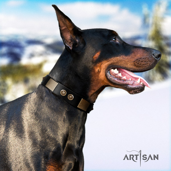 Doberman comfy wearing genuine leather dog collar with adornments