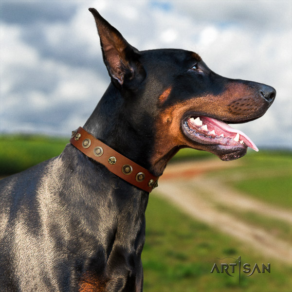 Doberman daily use full grain natural leather dog collar with studs