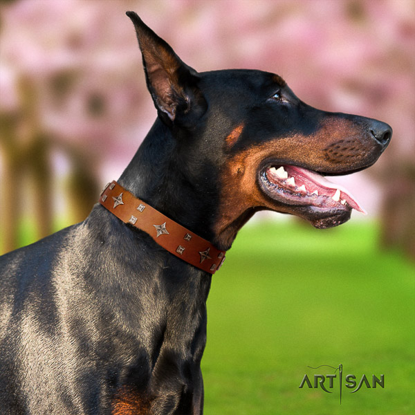 Doberman full grain natural leather dog collar with embellishments for walking