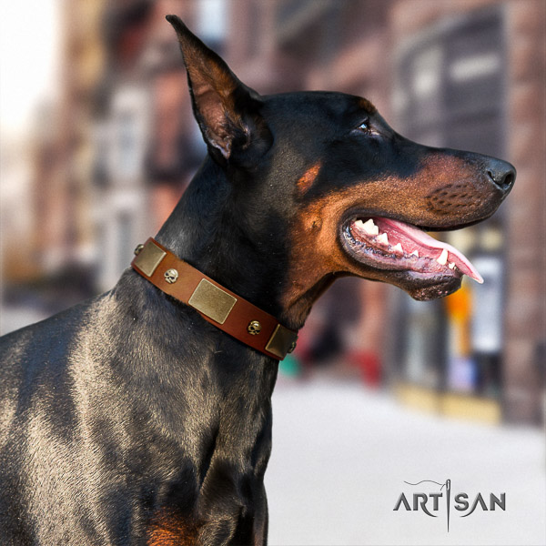 Doberman basic training full grain genuine leather dog collar with adornments