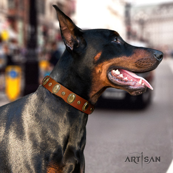 Doberman comfortable wearing full grain genuine leather dog collar with decorations
