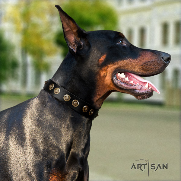 Doberman basic training natural genuine leather dog collar with studs