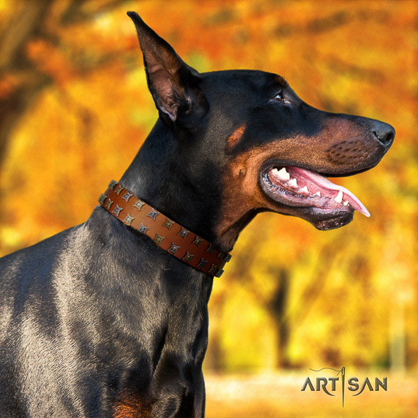 Doberman comfy wearing leather dog collar with decorations