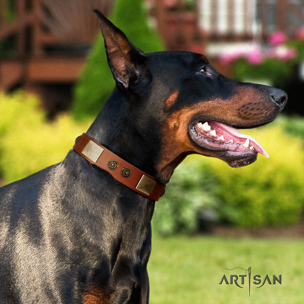 Doberman handy use full grain natural leather dog collar with embellishments