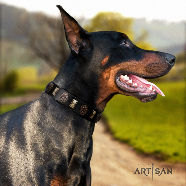 Doberman comfy wearing natural genuine leather dog collar with decorations