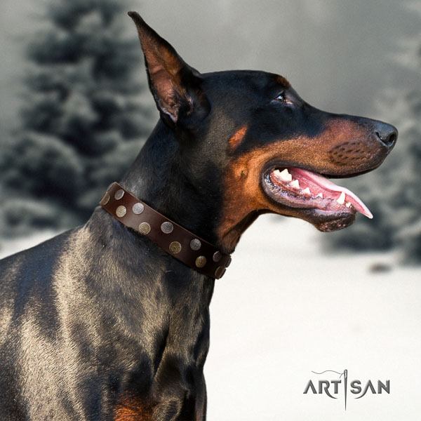 Doberman genuine leather dog collar with adornments for your impressive canine