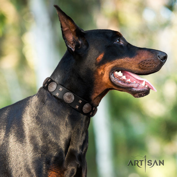 Doberman full grain genuine leather dog collar with adornments for your handsome four-legged friend