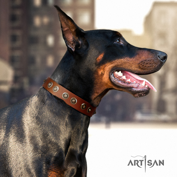 Doberman comfortable wearing leather dog collar with embellishments