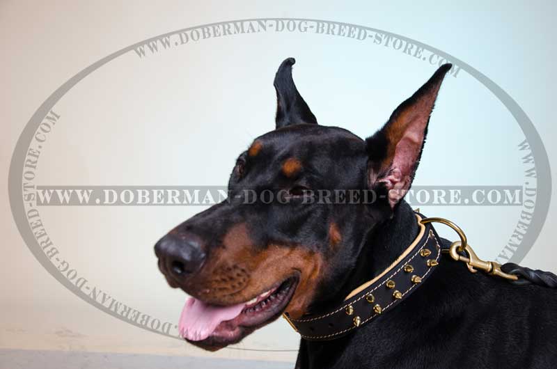 Best Spiked Leather Collar| Doberman Breed | Walking Dog Collars