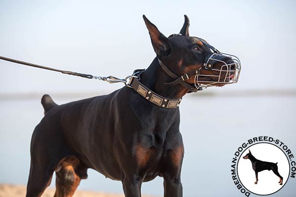 Doberman black leather collar of genuine materials with traditional buckle for professional use