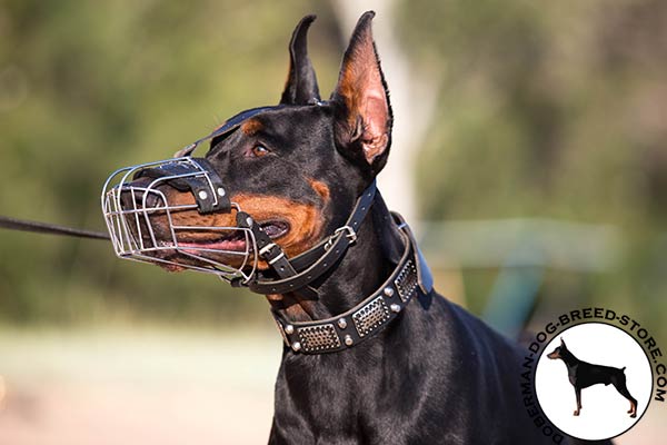 Doberman black leather collar with rustless hardware for daily activity