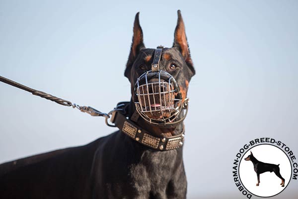Doberman black leather collar with strong fittings for better comfort