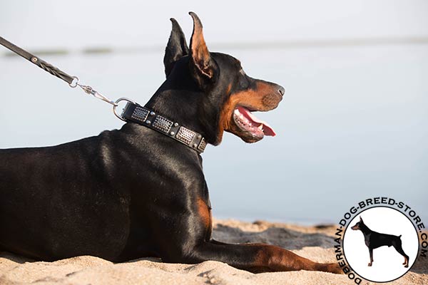 Doberman black leather collar with non-corrosive fittings for perfect control