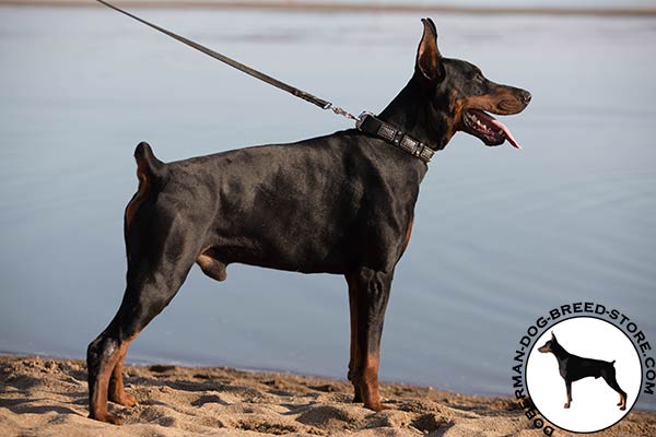 Reliable leather Doberman collar for different activities