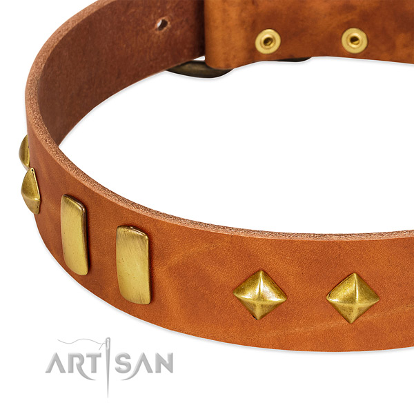 Fancy walking full grain genuine leather dog collar with unique embellishments