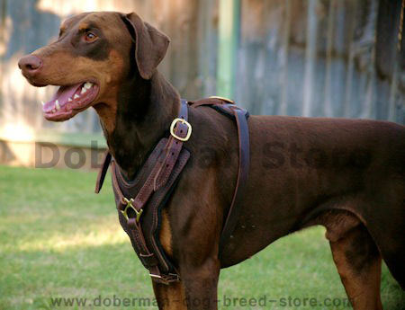 brown doberman dog