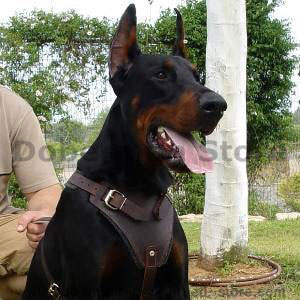 Sturdy Agitation/Protection Leather Dog Harness [H1###1081 Agitation  Protection Harness] : Dog Harnesses, Collars, Leashes, Muzzles, Breed  Information and Pictures