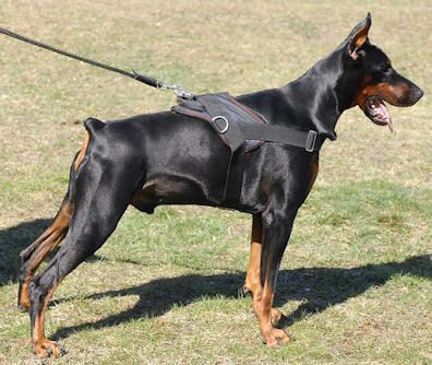 Doberman pinscher nylon dog harness with handle and D rig for walking, tracking,training,buy this harness click here!