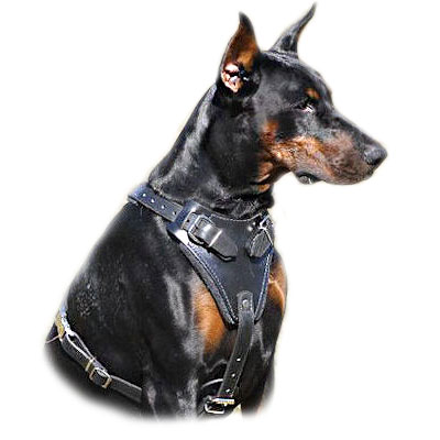 Doberman dog harness, Doberman dog muzzle, Doberman dog ...