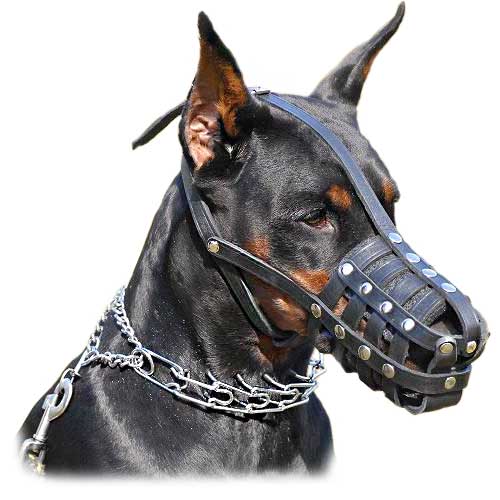 what size muzzle for doberman?